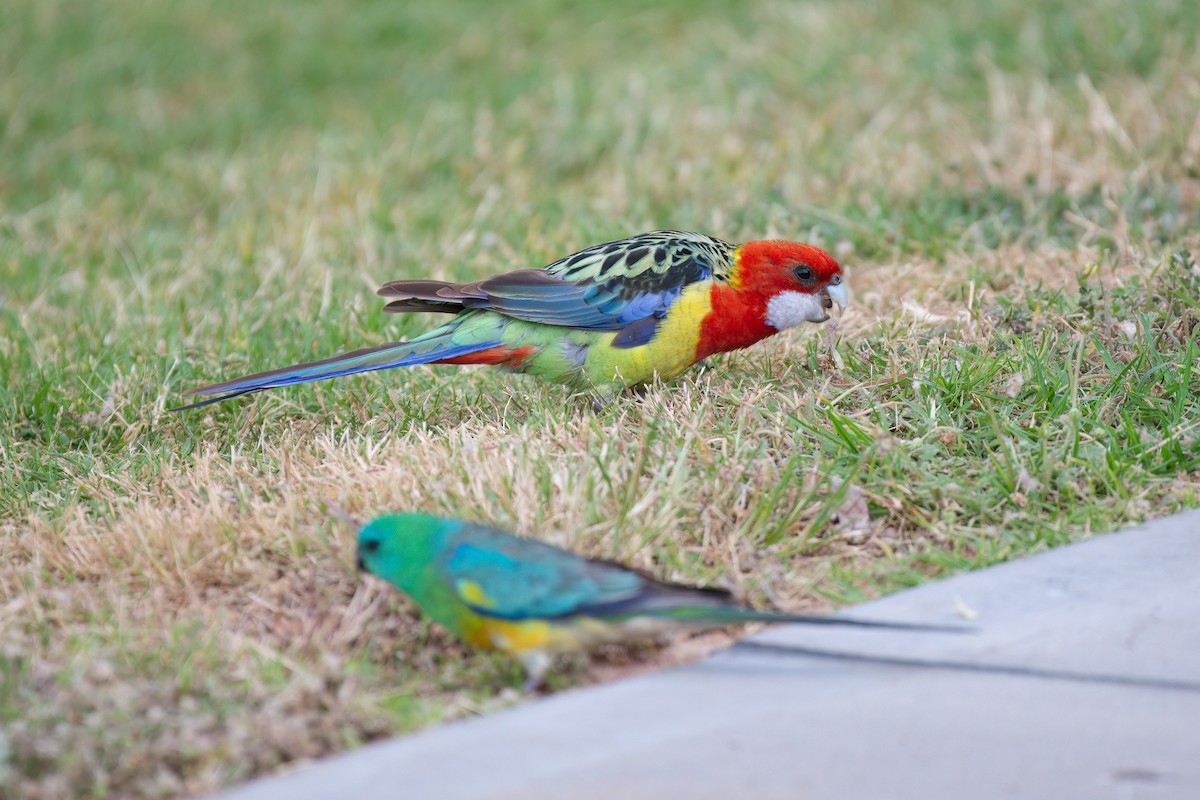 Eastern Rosella - ML645091959