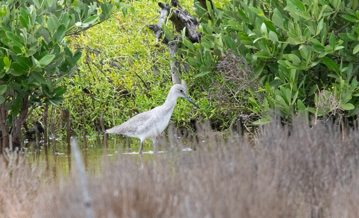 Willet - ML645091963