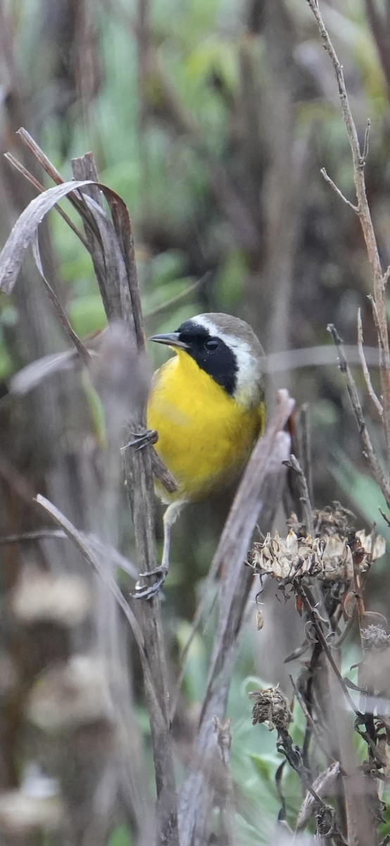 Common Yellowthroat - ML645091978