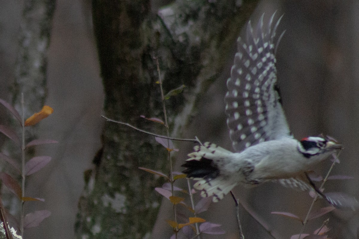 Downy Woodpecker - ML645091980