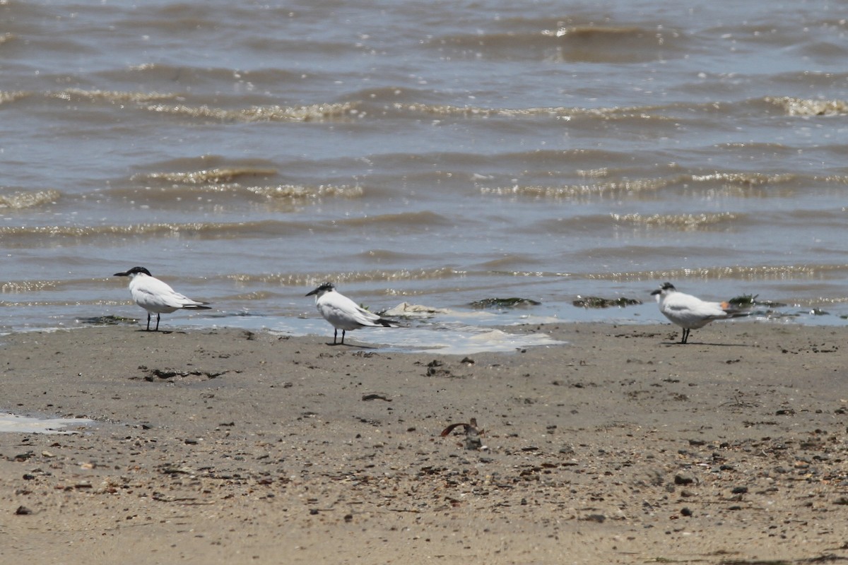 Australian Tern - ML645091982