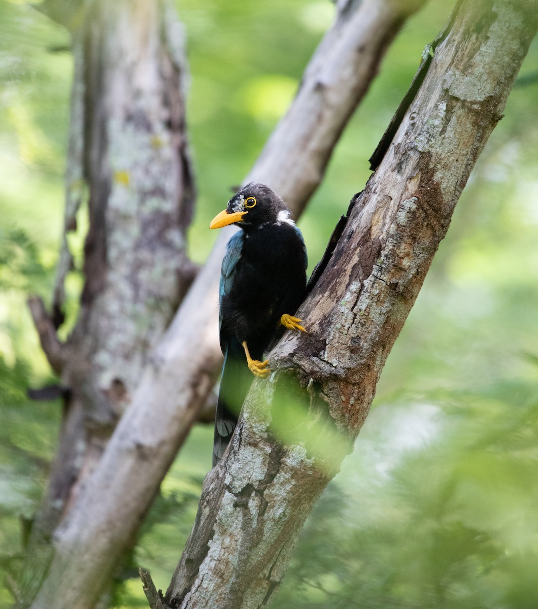 Yucatan Jay - ML645092011
