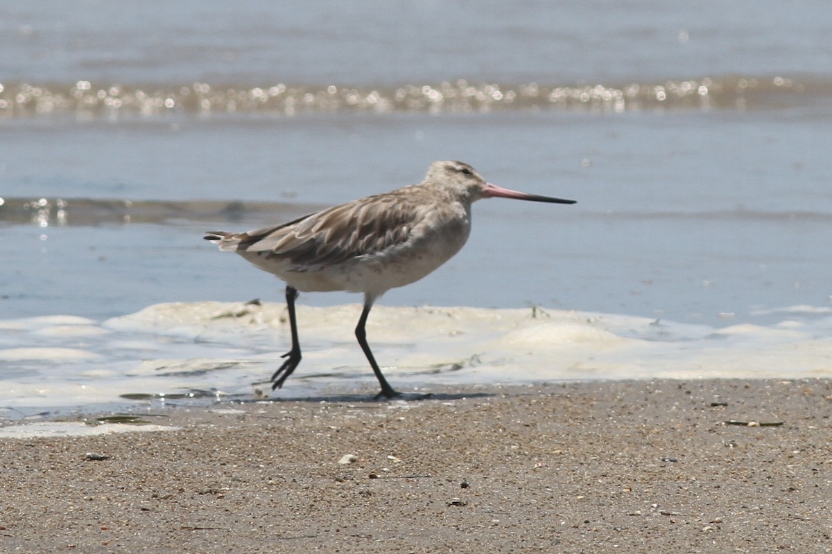 Bar-tailed Godwit - ML645092015