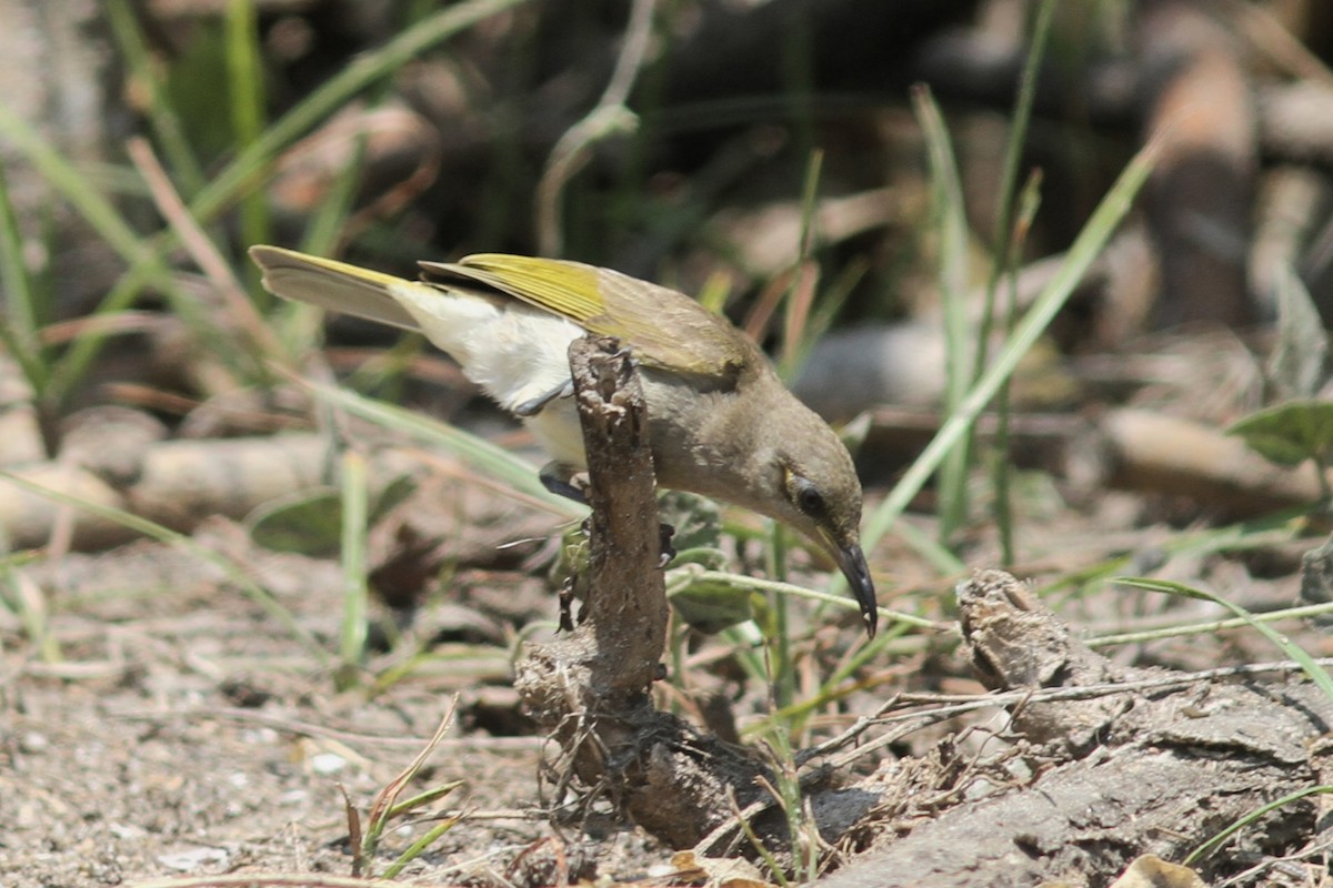 Brown Honeyeater - ML645092028