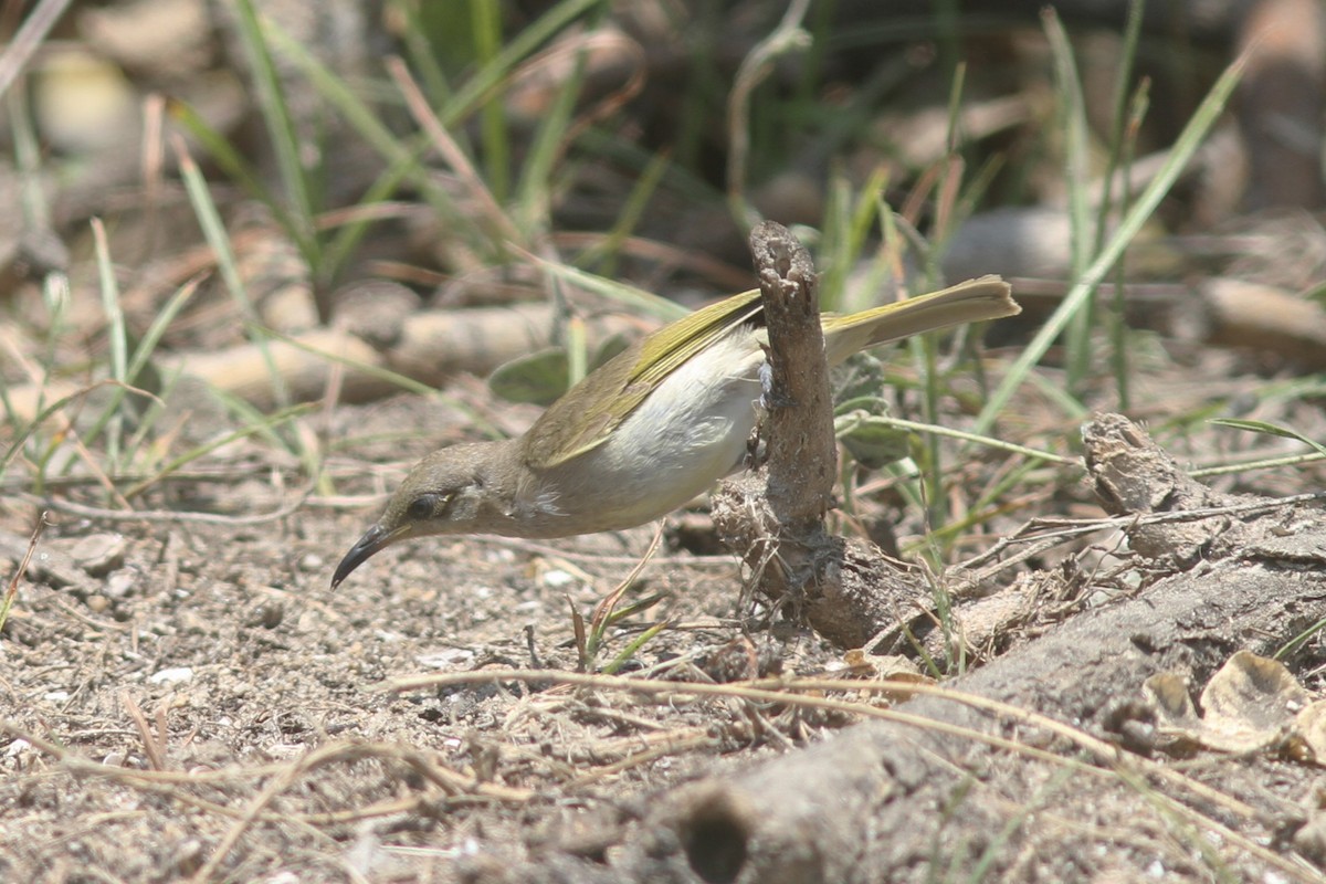 Brown Honeyeater - ML645092035