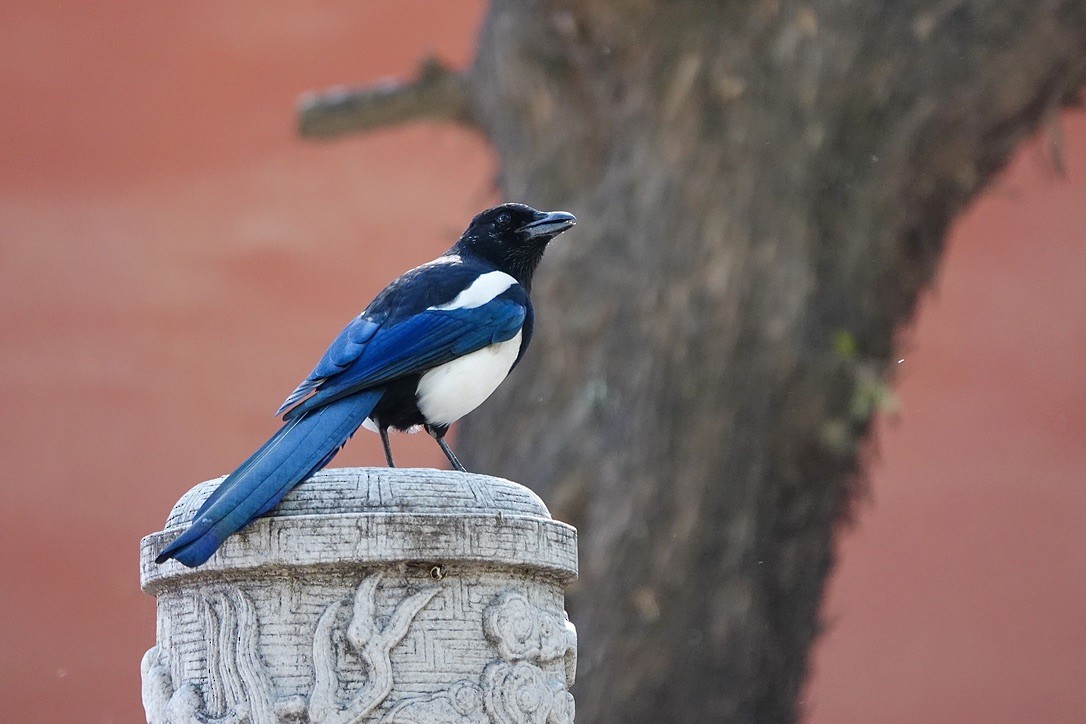 orientskjære - ML645092036