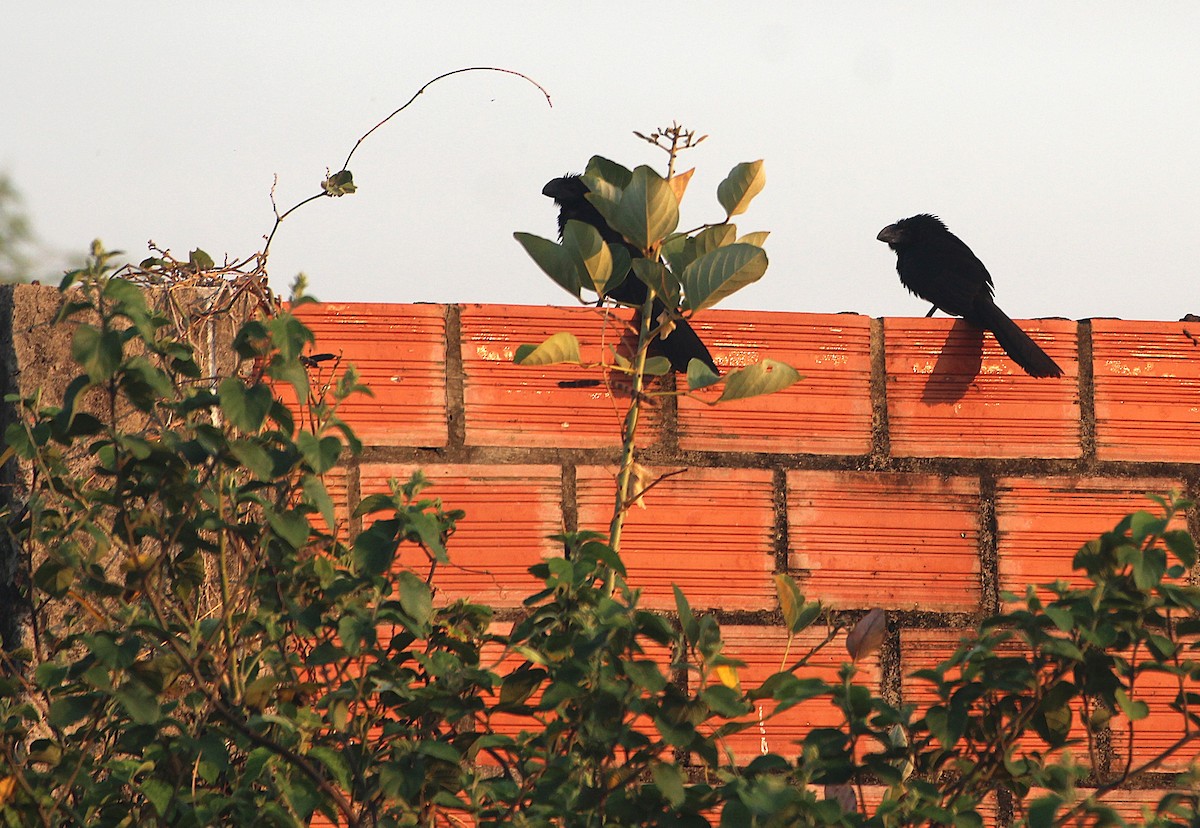 Ані товстодзьобий - ML645092037