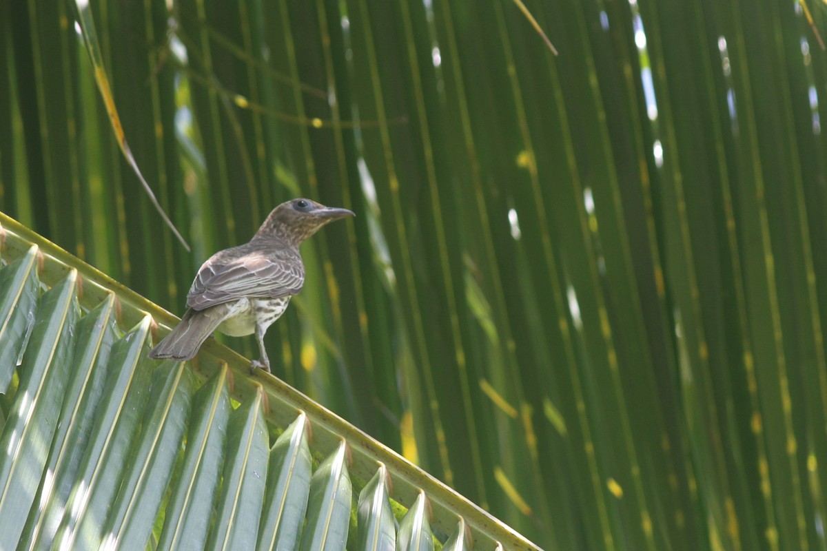 Australasian Figbird - ML645092049