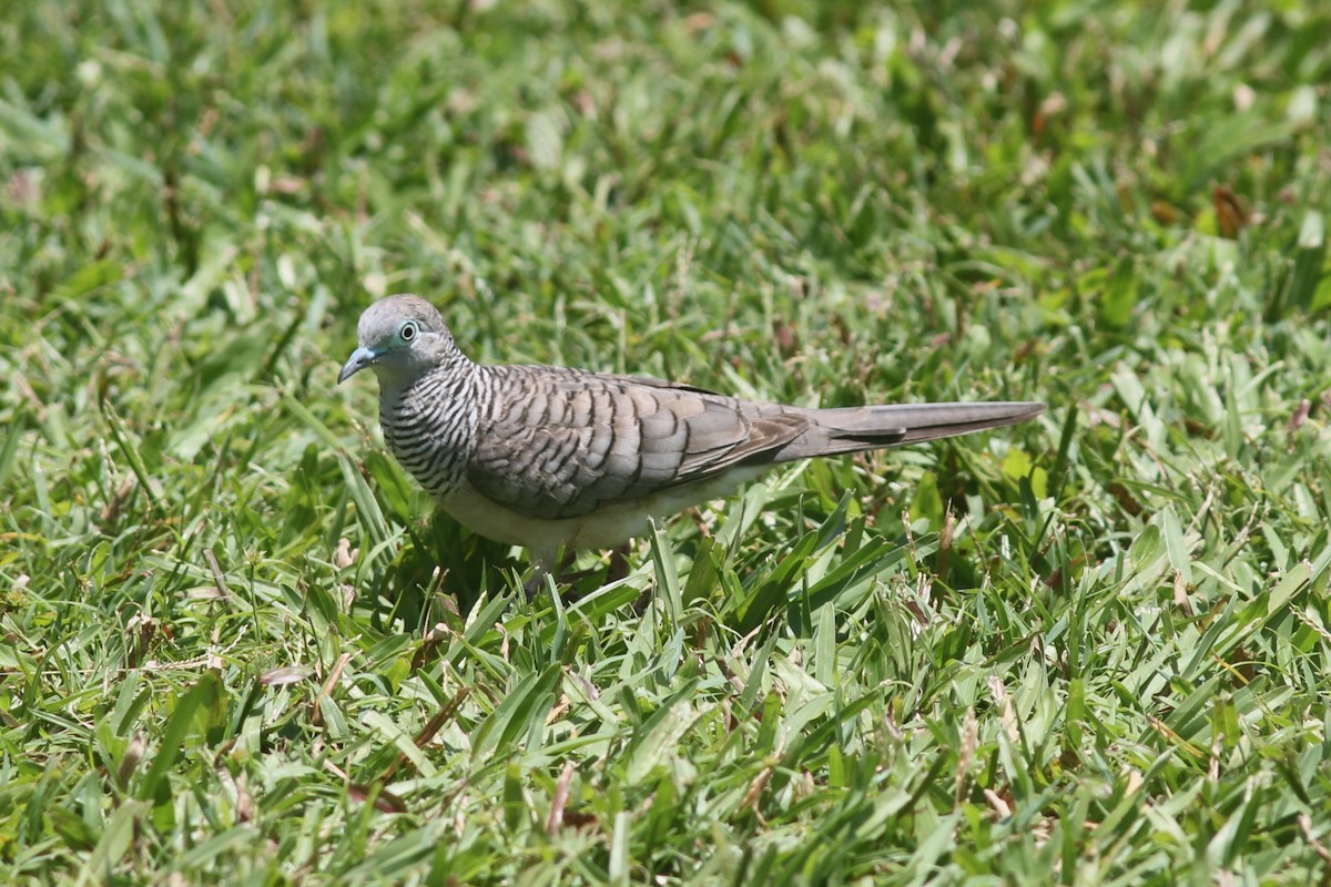 Peaceful Dove - ML645092062