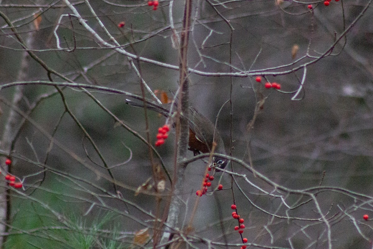 vandretrost - ML645092064