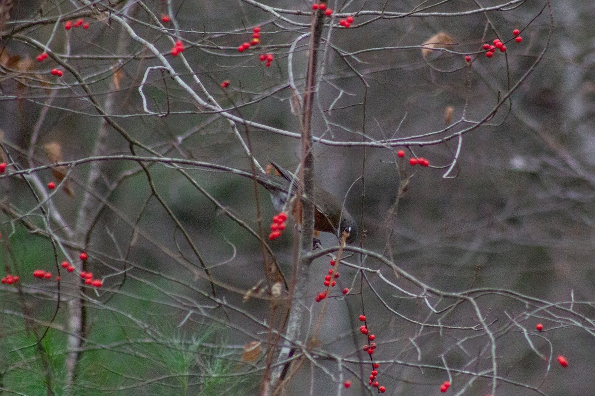 vandretrost - ML645092065