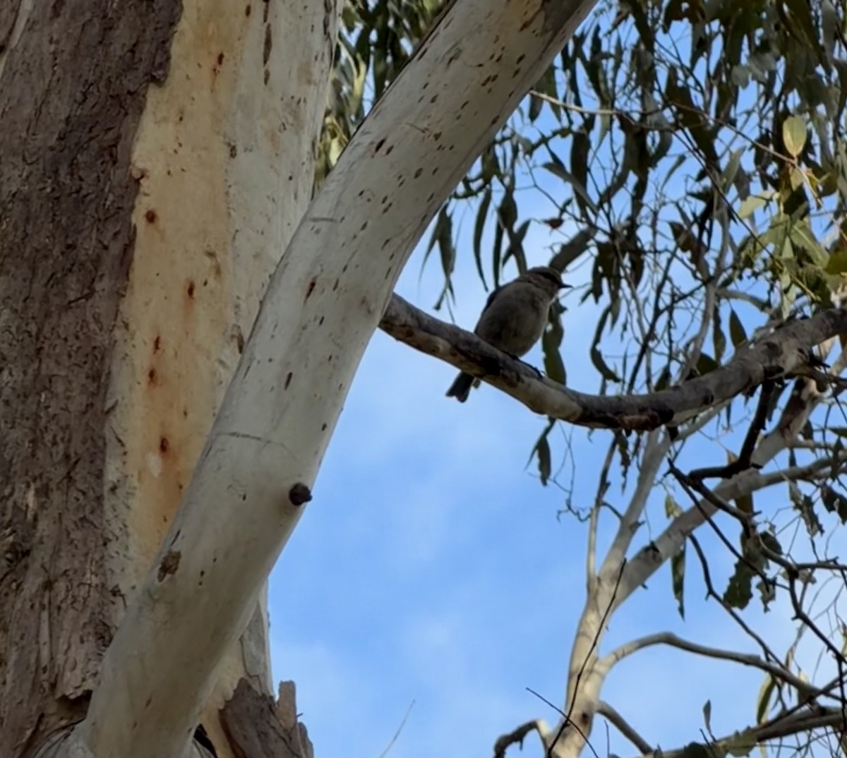 Королець брунатний - ML645092067