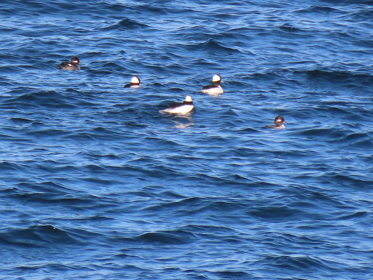 Гоголь-головастик - ML645092078