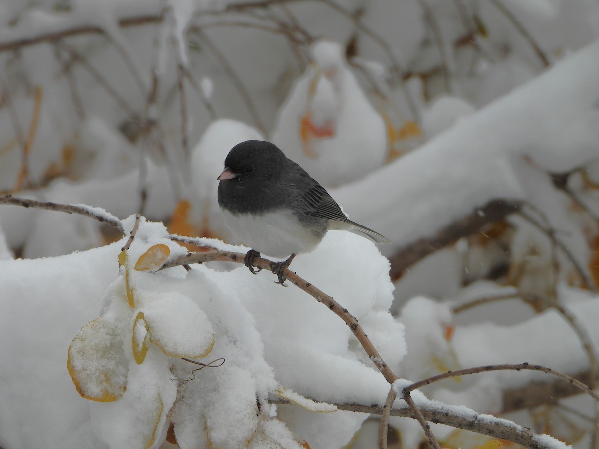 Junco Ojioscuro - ML645092085