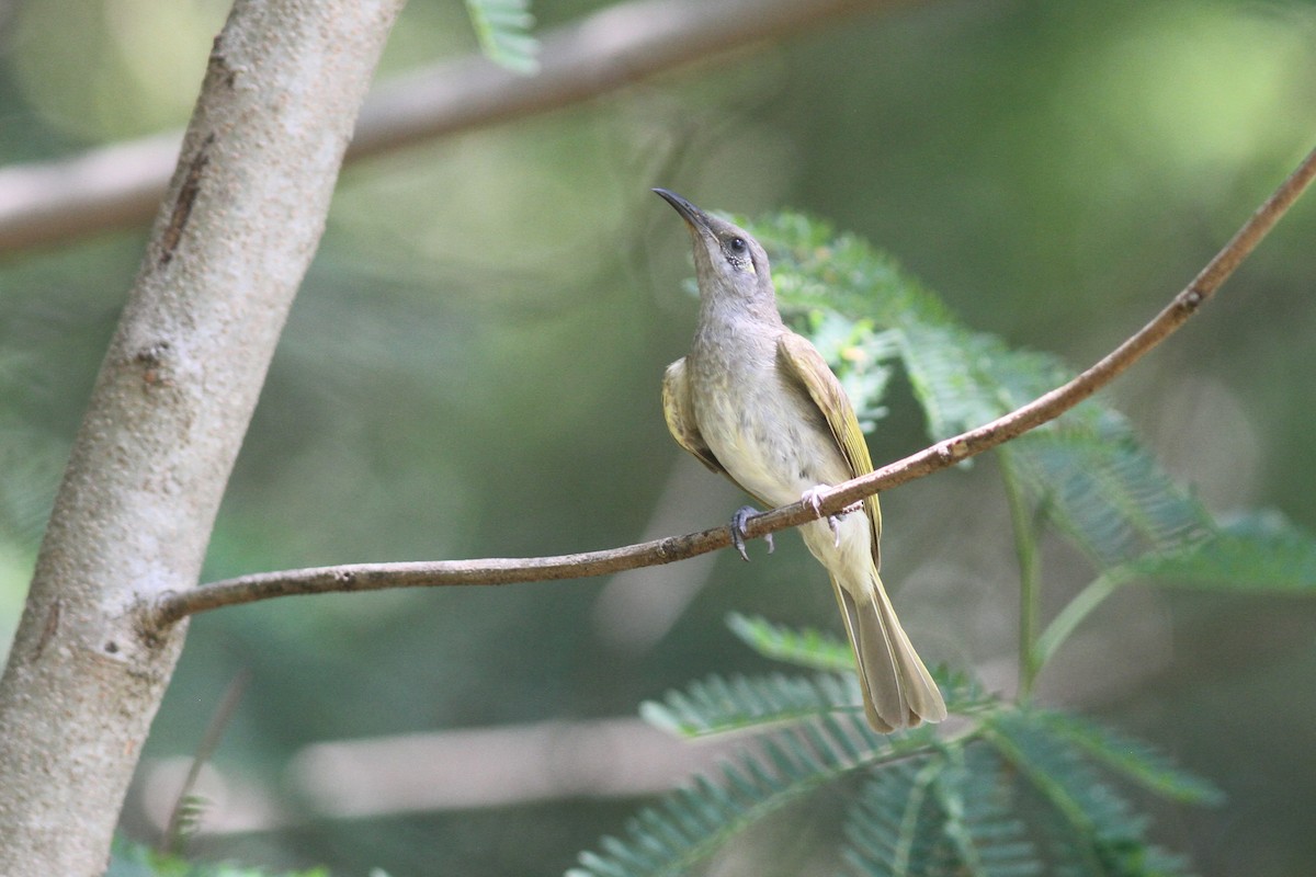 Brown Honeyeater - ML645092097