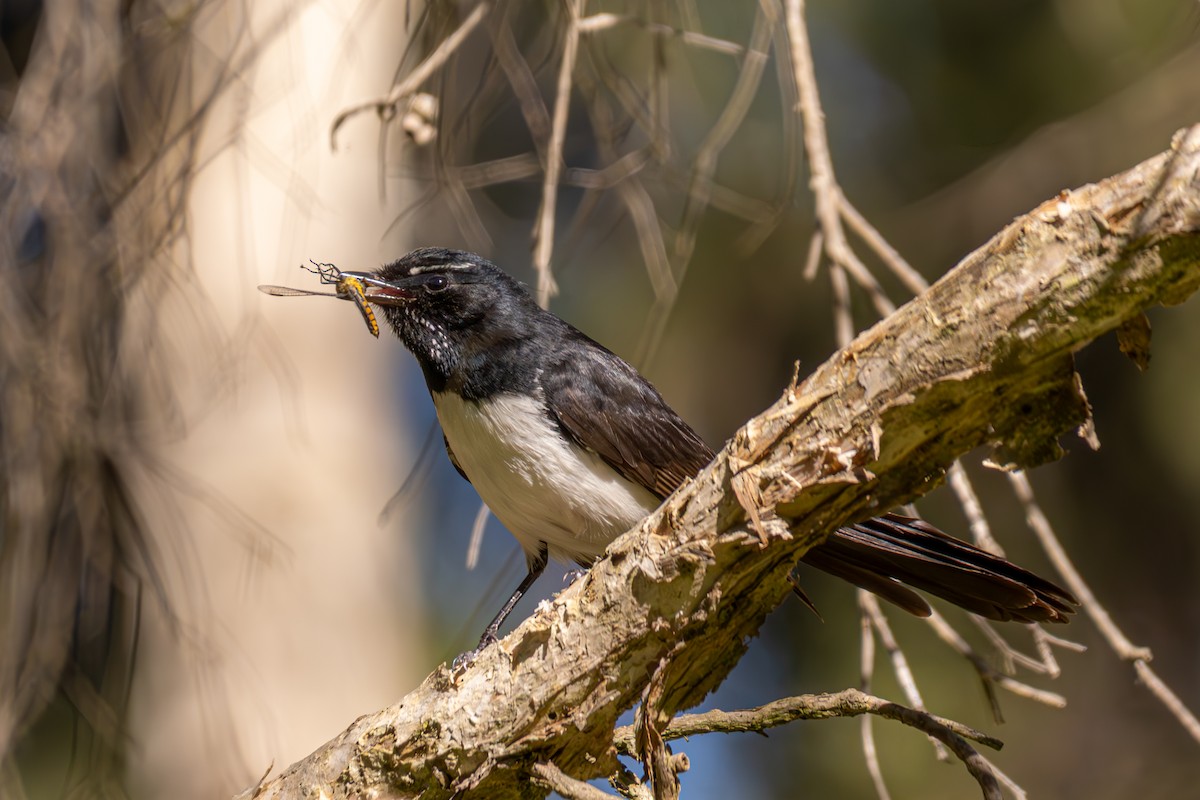 Willie-wagtail - ML645092098