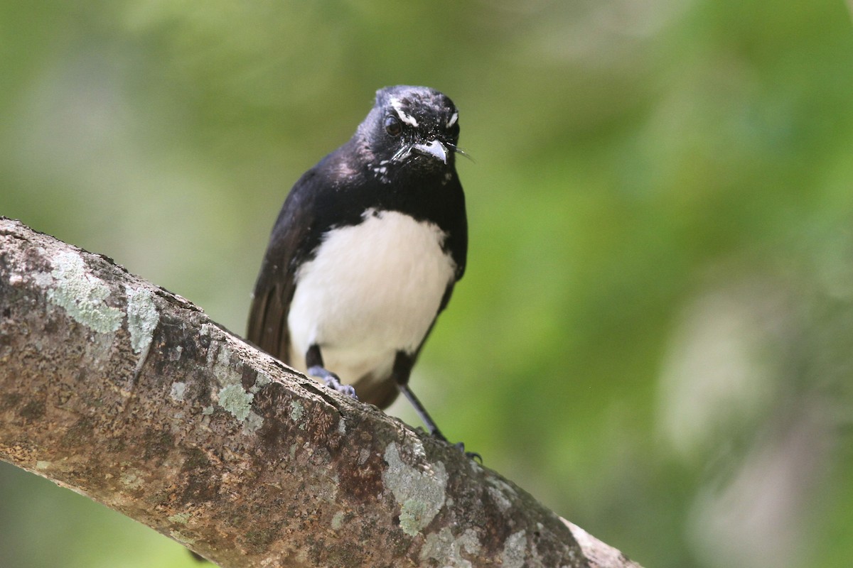 Willie-wagtail - ML645092100