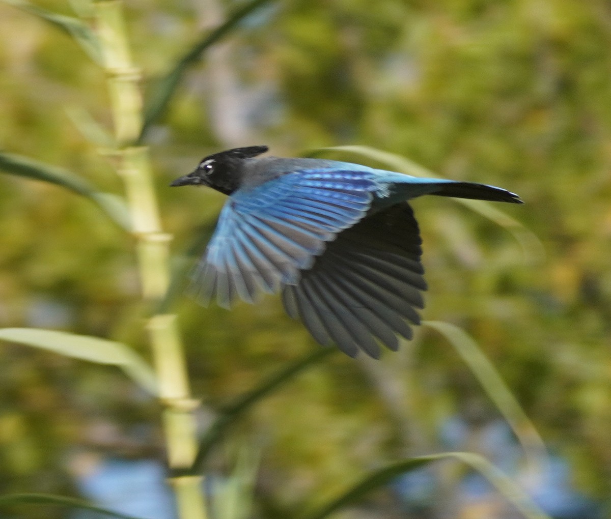 Стеллерова сойка - ML645092103