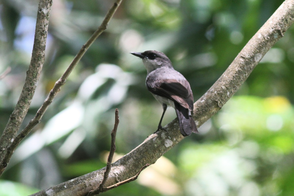 Mangrove Robin - ML645092106