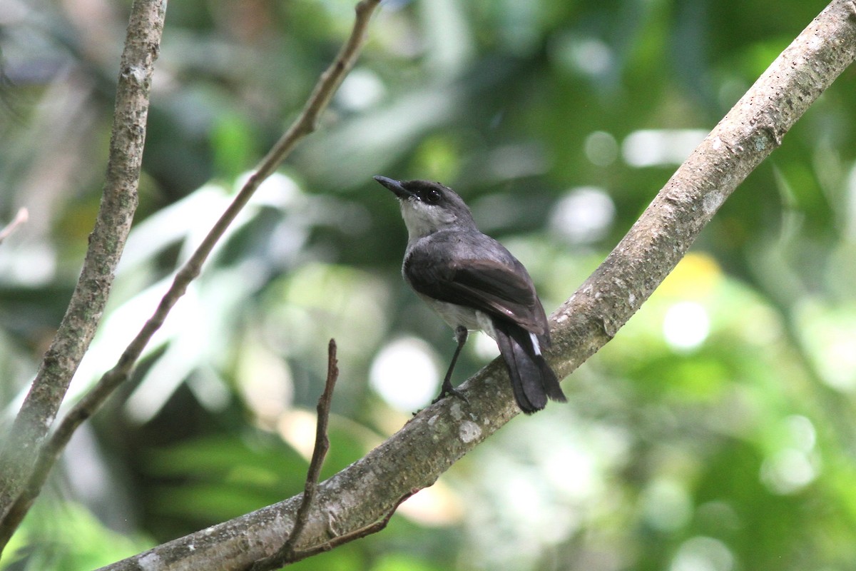 Mangrove Robin - ML645092108