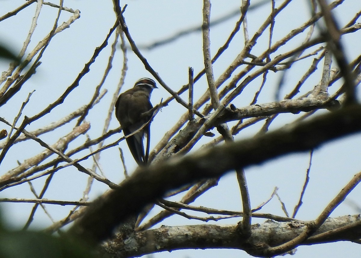 Whiskered Treeswift - ML645092113