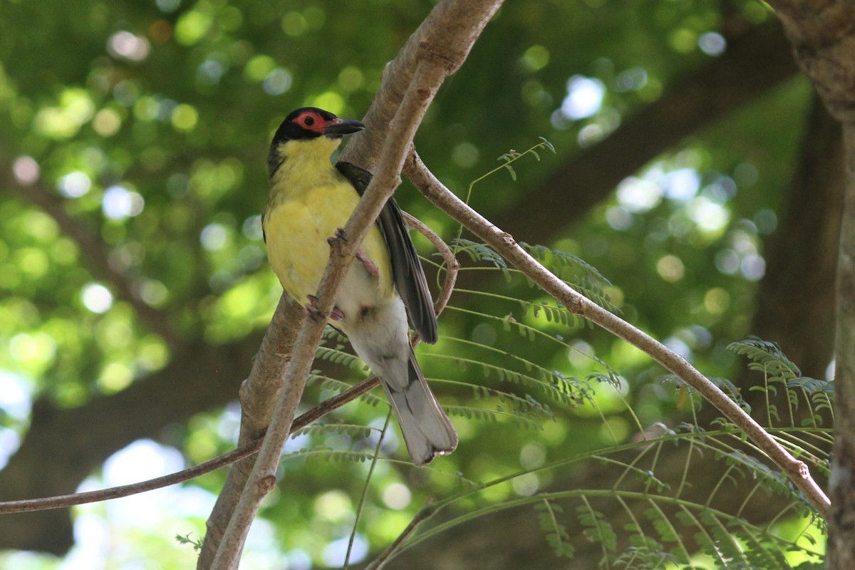 Australasian Figbird - ML645092116