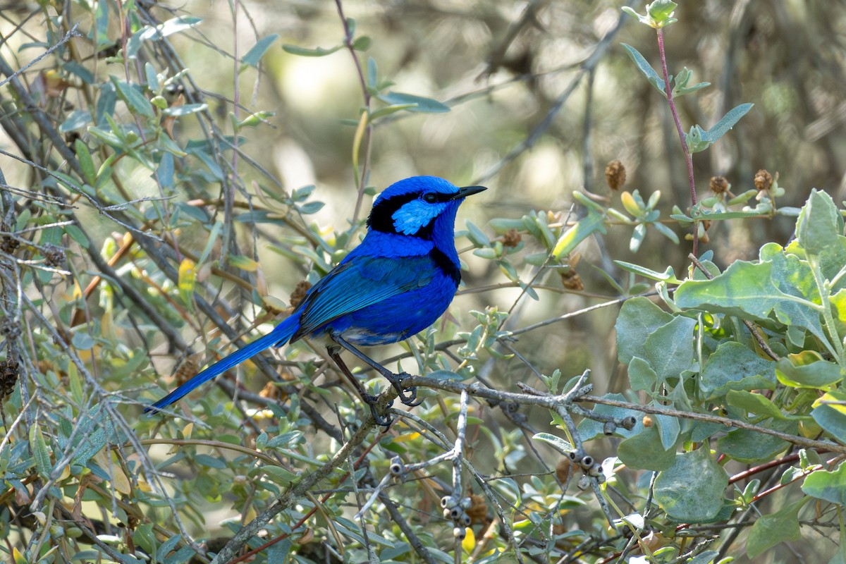 Splendid Fairywren - ML645092117