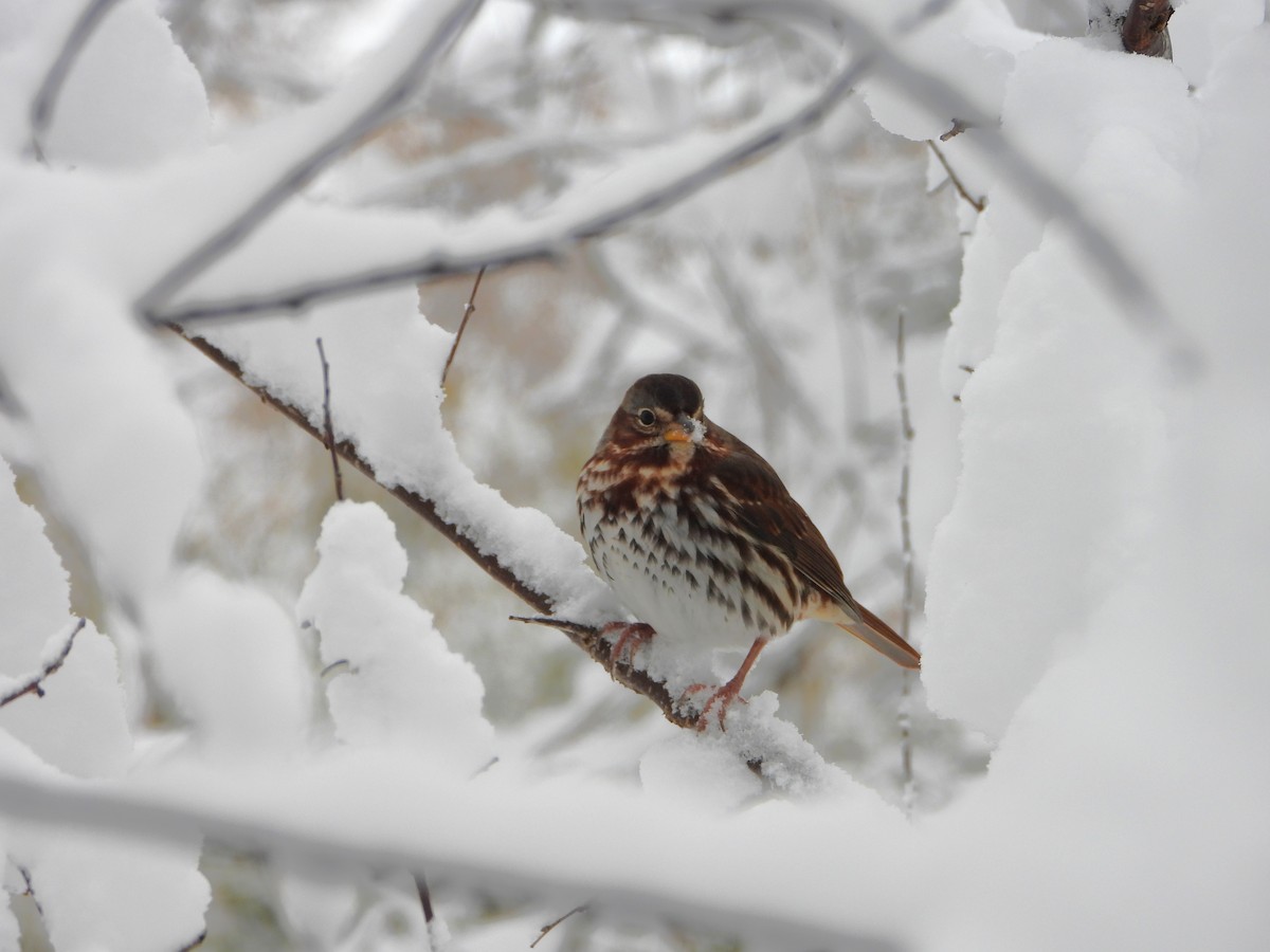 strnadec kaštanový - ML645092119