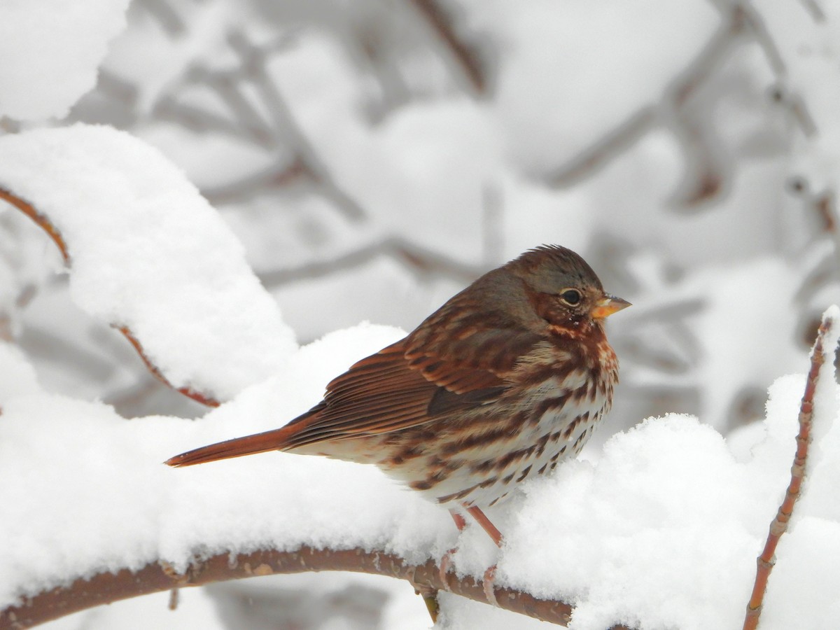 strnadec kaštanový - ML645092120