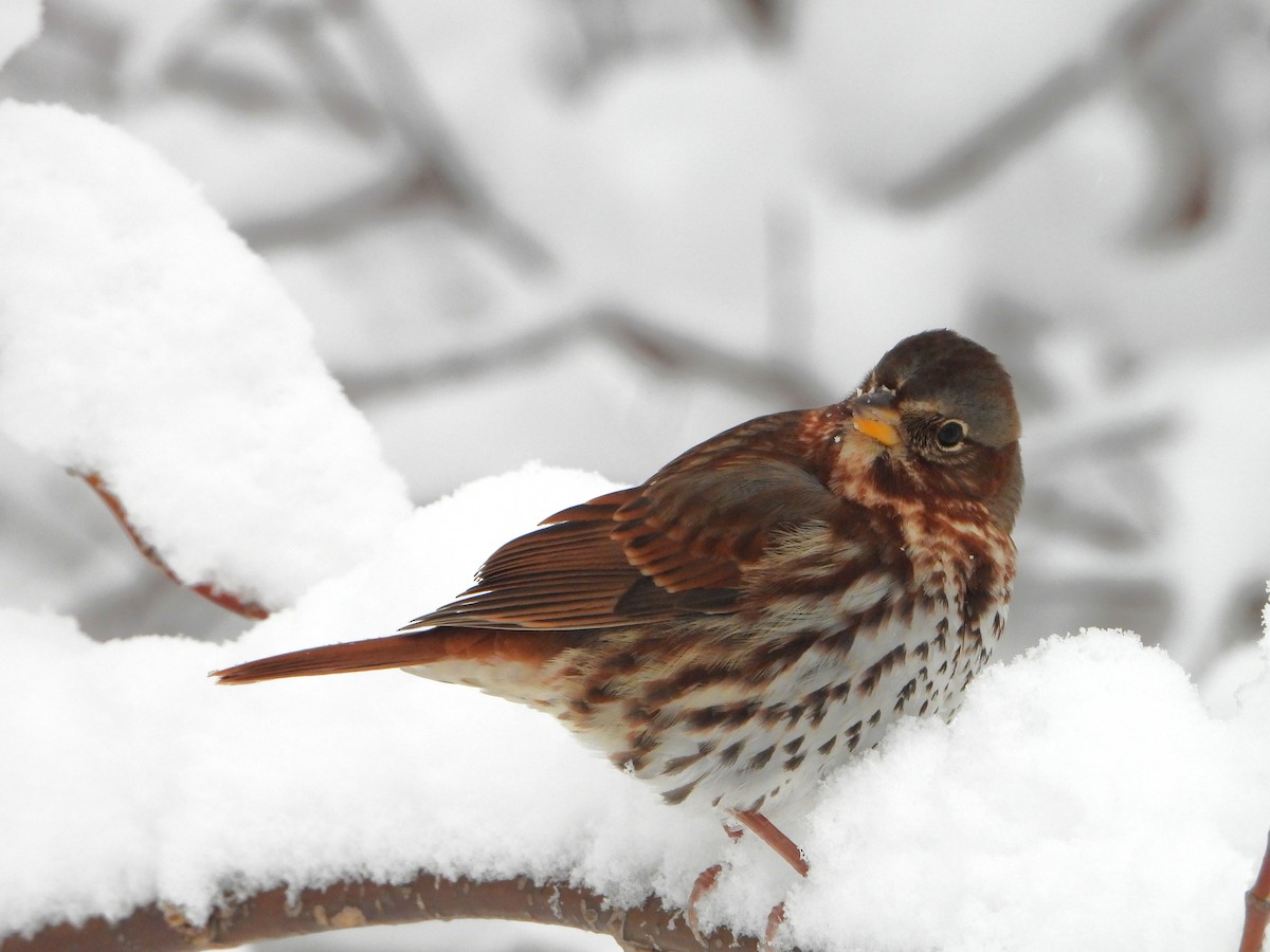 strnadec kaštanový - ML645092121