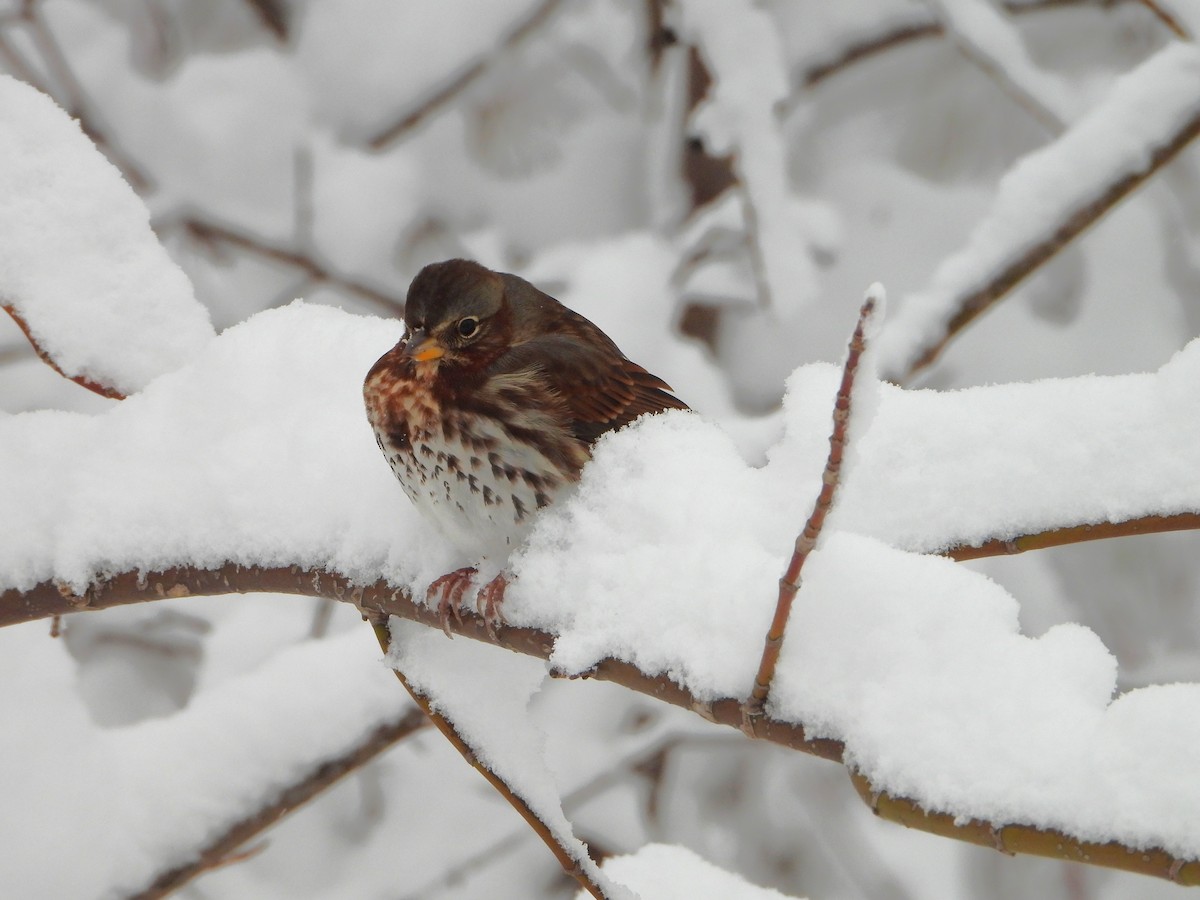 strnadec kaštanový - ML645092122