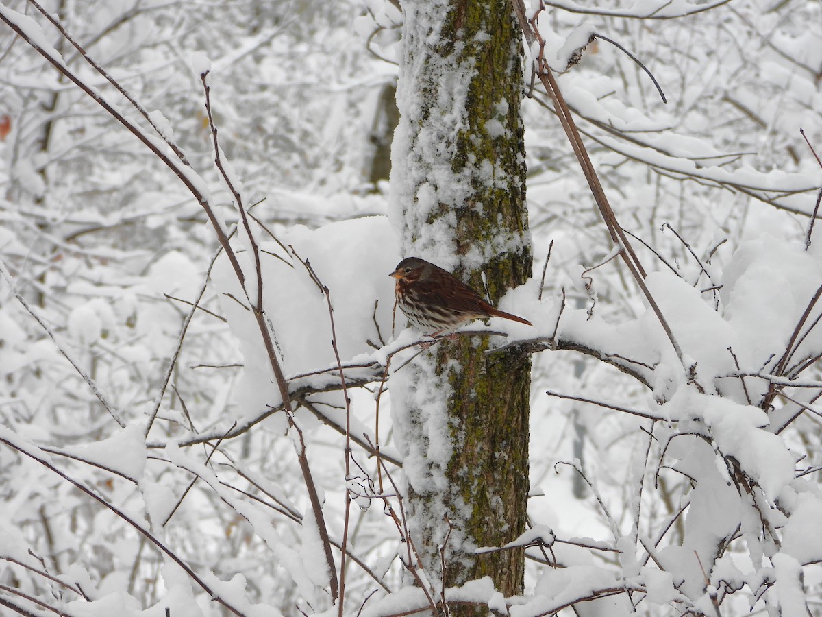 strnadec kaštanový - ML645092123