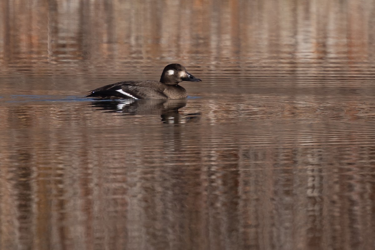 White-winged Scoter - ML645092131