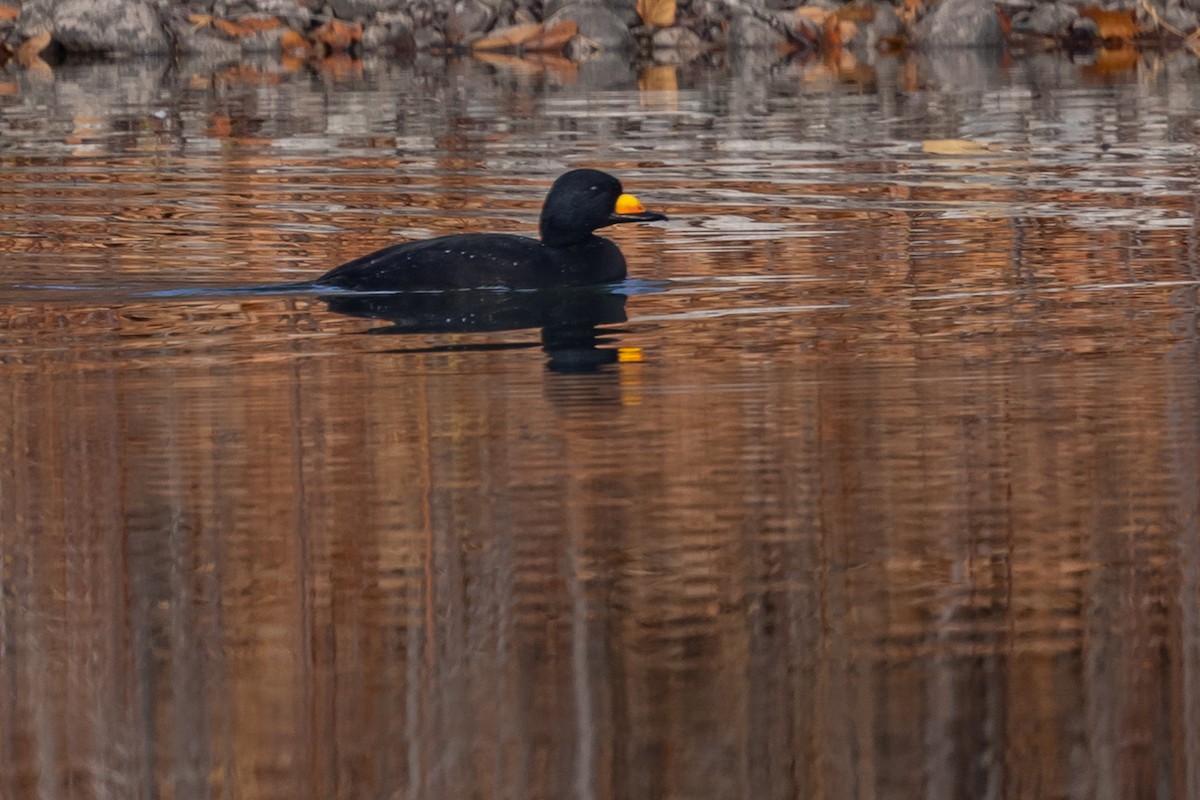 Black Scoter - ML645092133
