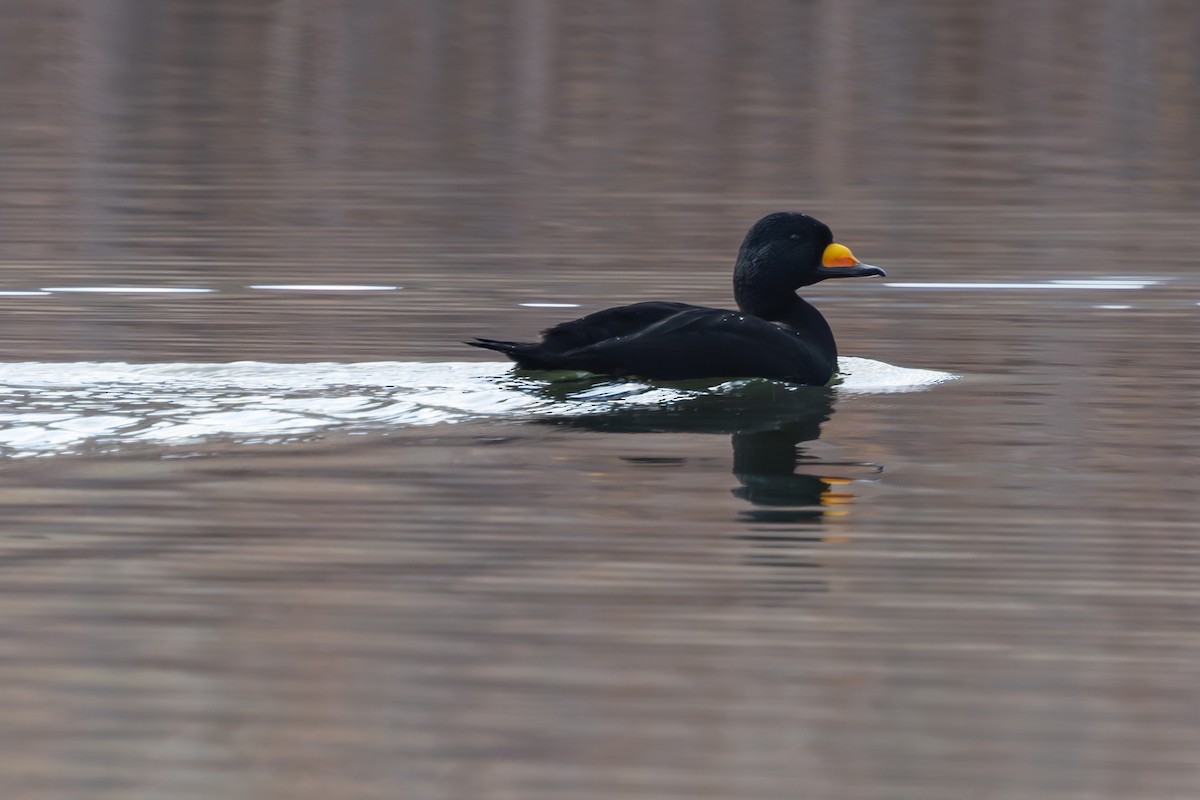 Black Scoter - ML645092134