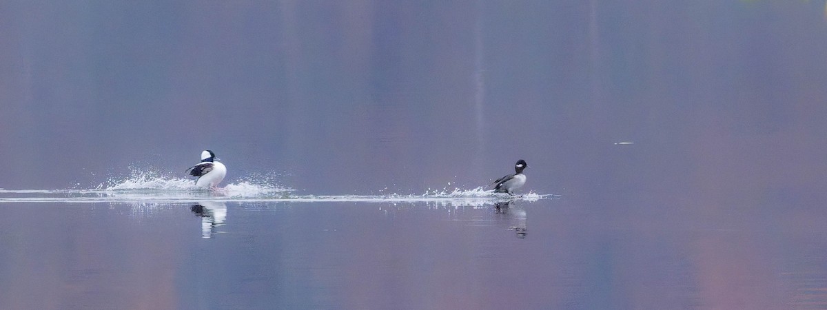 Гоголь-головастик - ML645092135