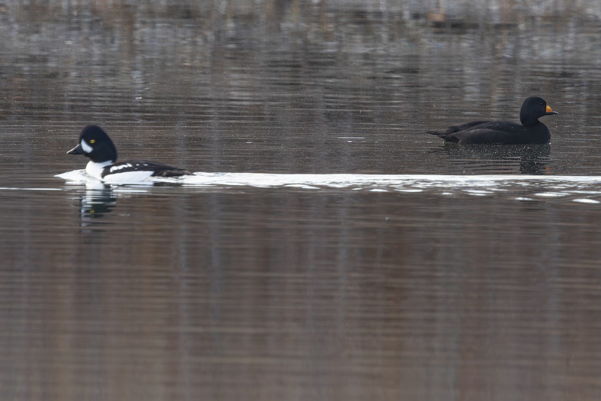 Barrow's Goldeneye - ML645092139