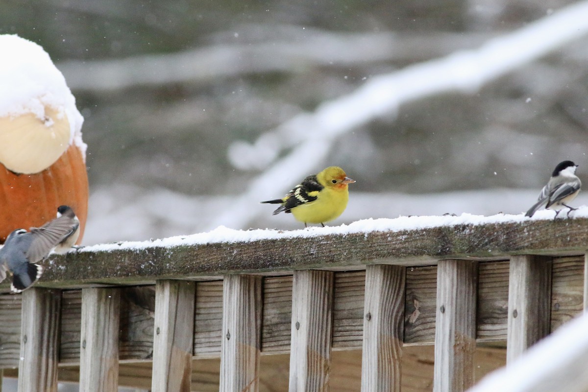 Western Tanager - ML645092140