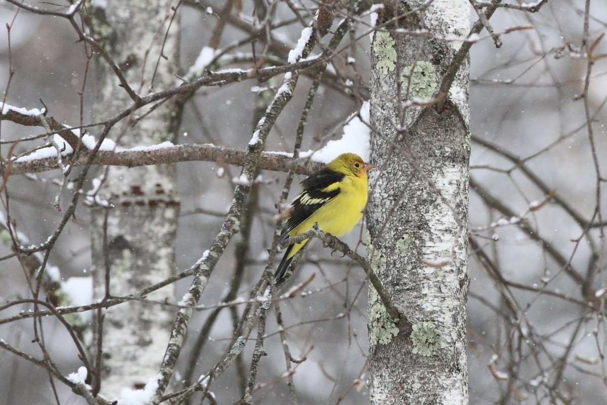 Western Tanager - ML645092141