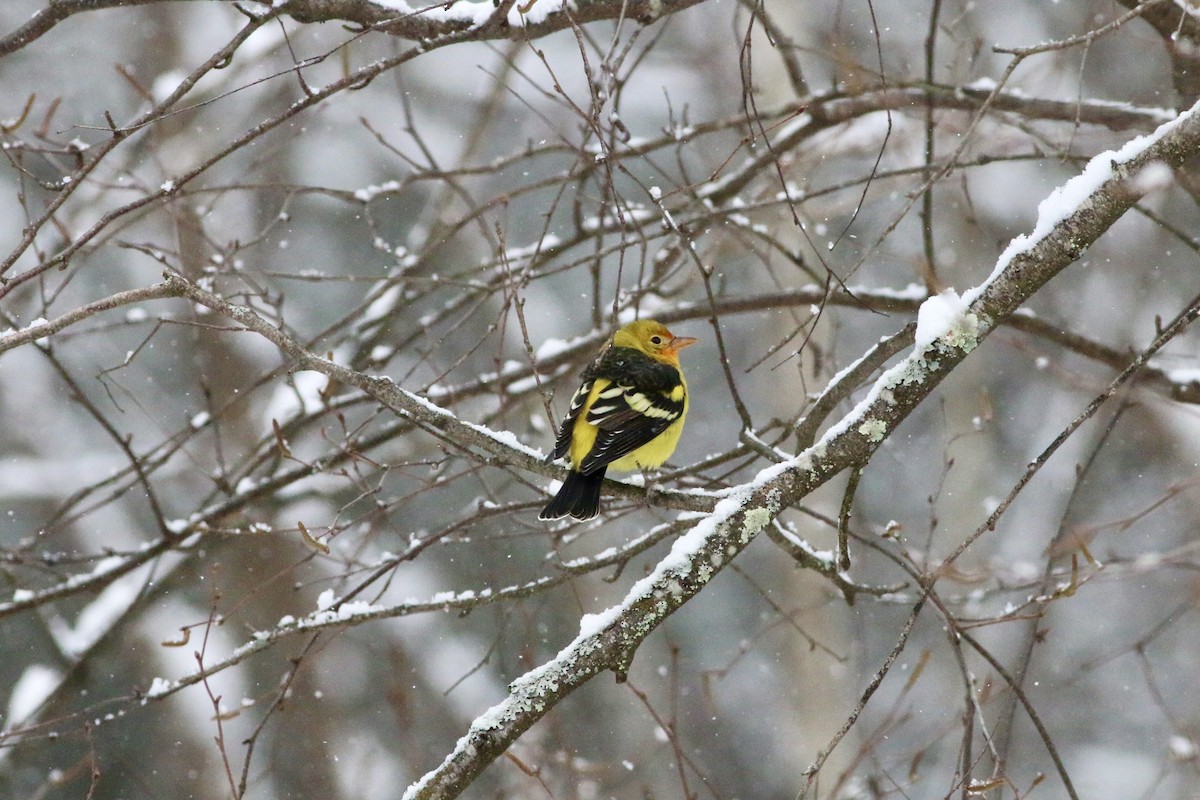 Western Tanager - ML645092142