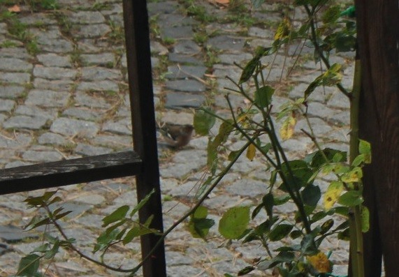 Common Chaffinch - ML645092147