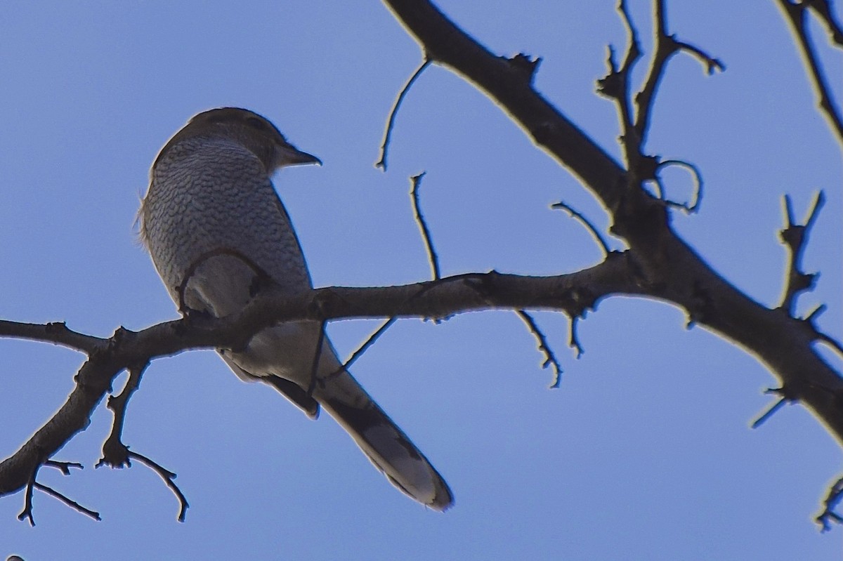 Antzandobi boreala - ML645092156