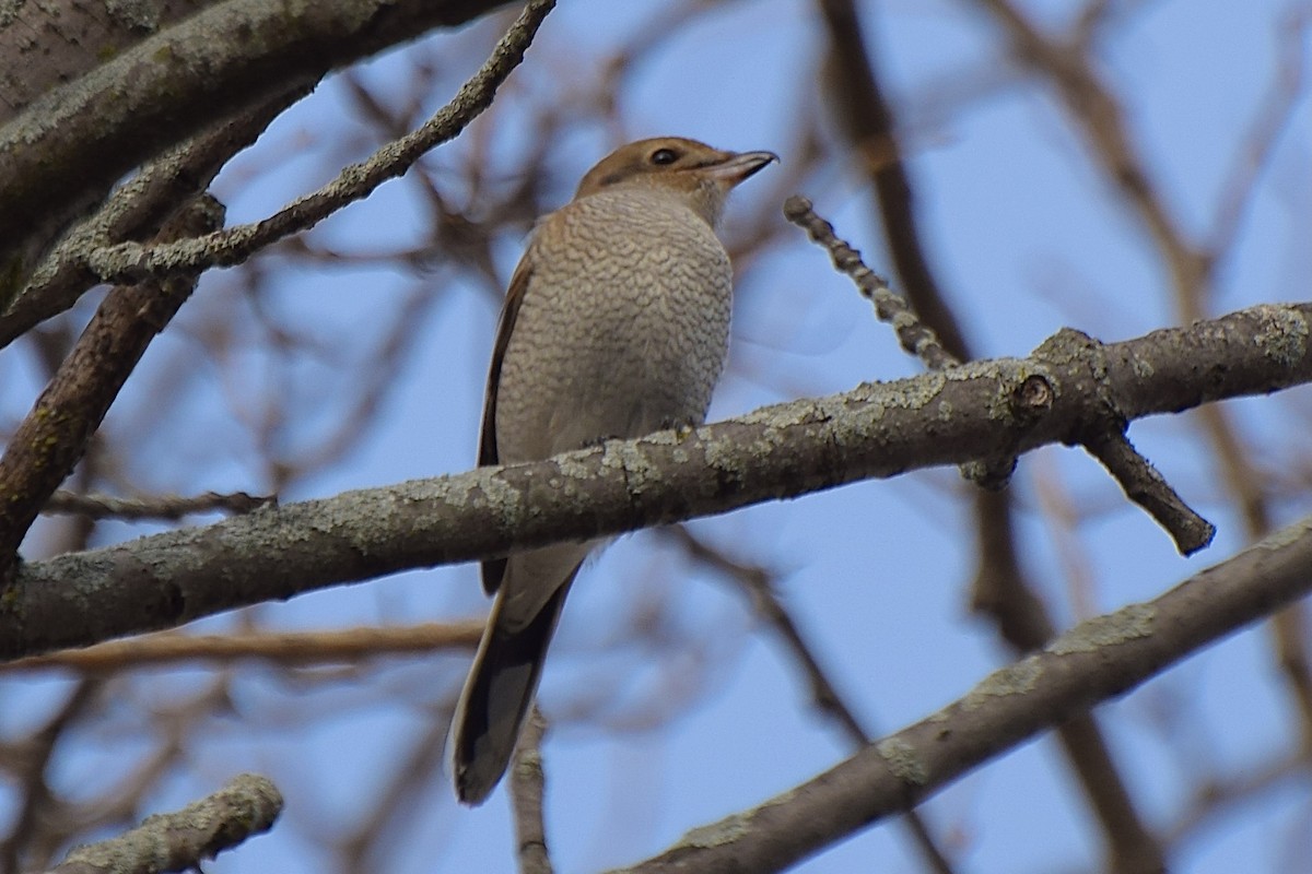 Antzandobi boreala - ML645092157