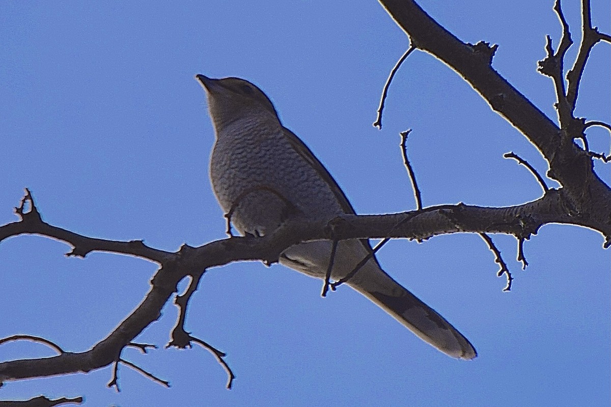 Antzandobi boreala - ML645092158