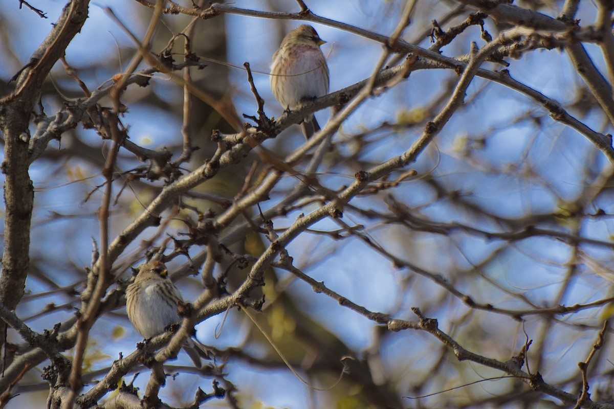 Sizerin flammé - ML645092170