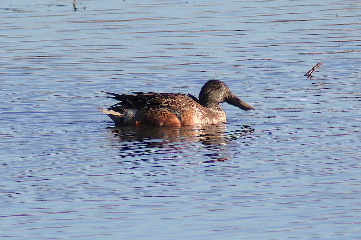 Mestolone - ML645092174