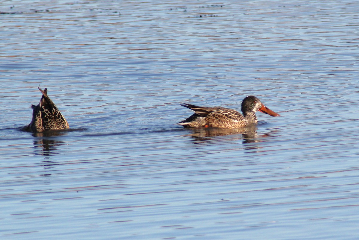 Mestolone - ML645092176