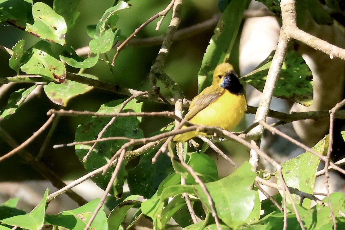 Sahul Sunbird - ML645092178