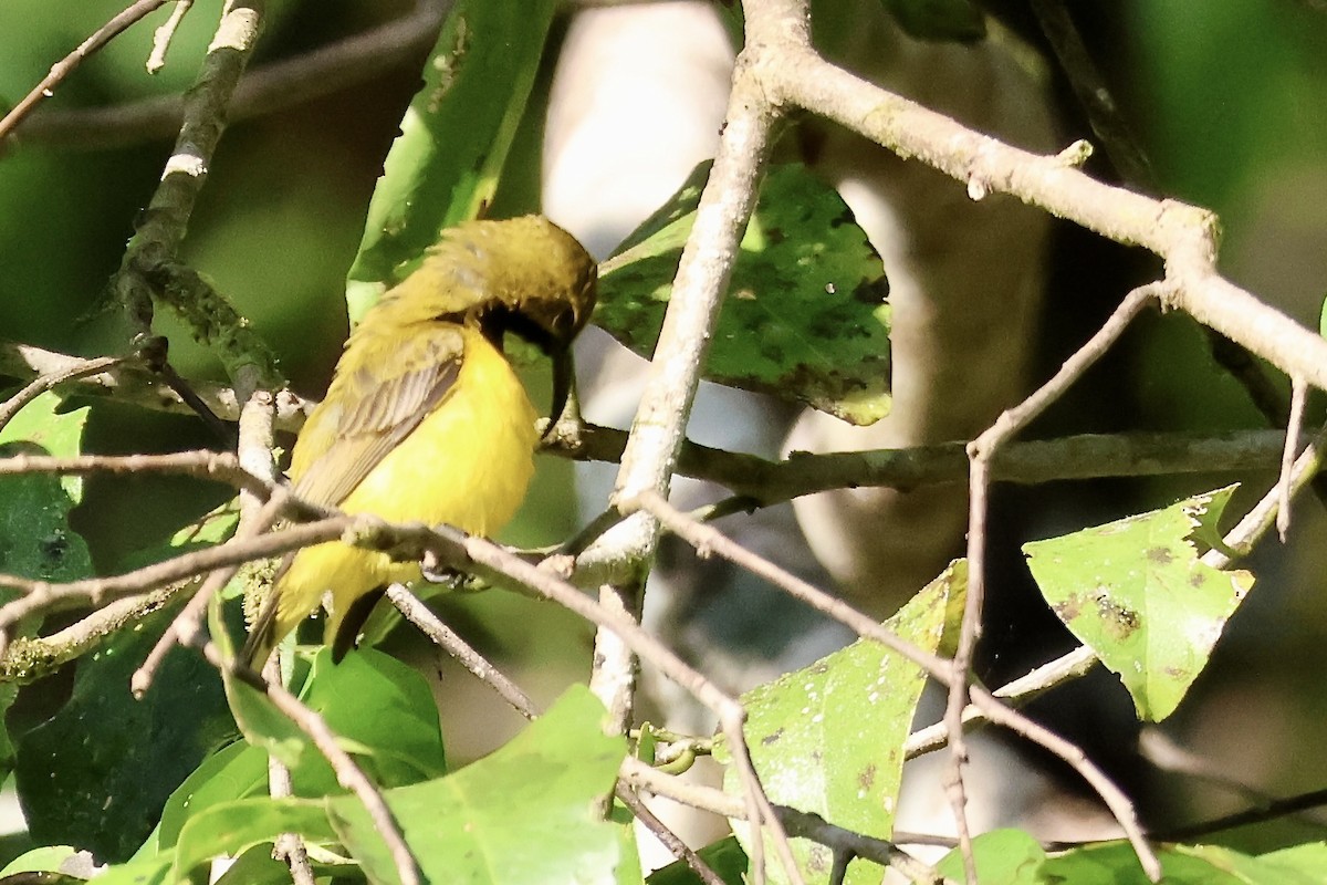 Sahul Sunbird - ML645092179