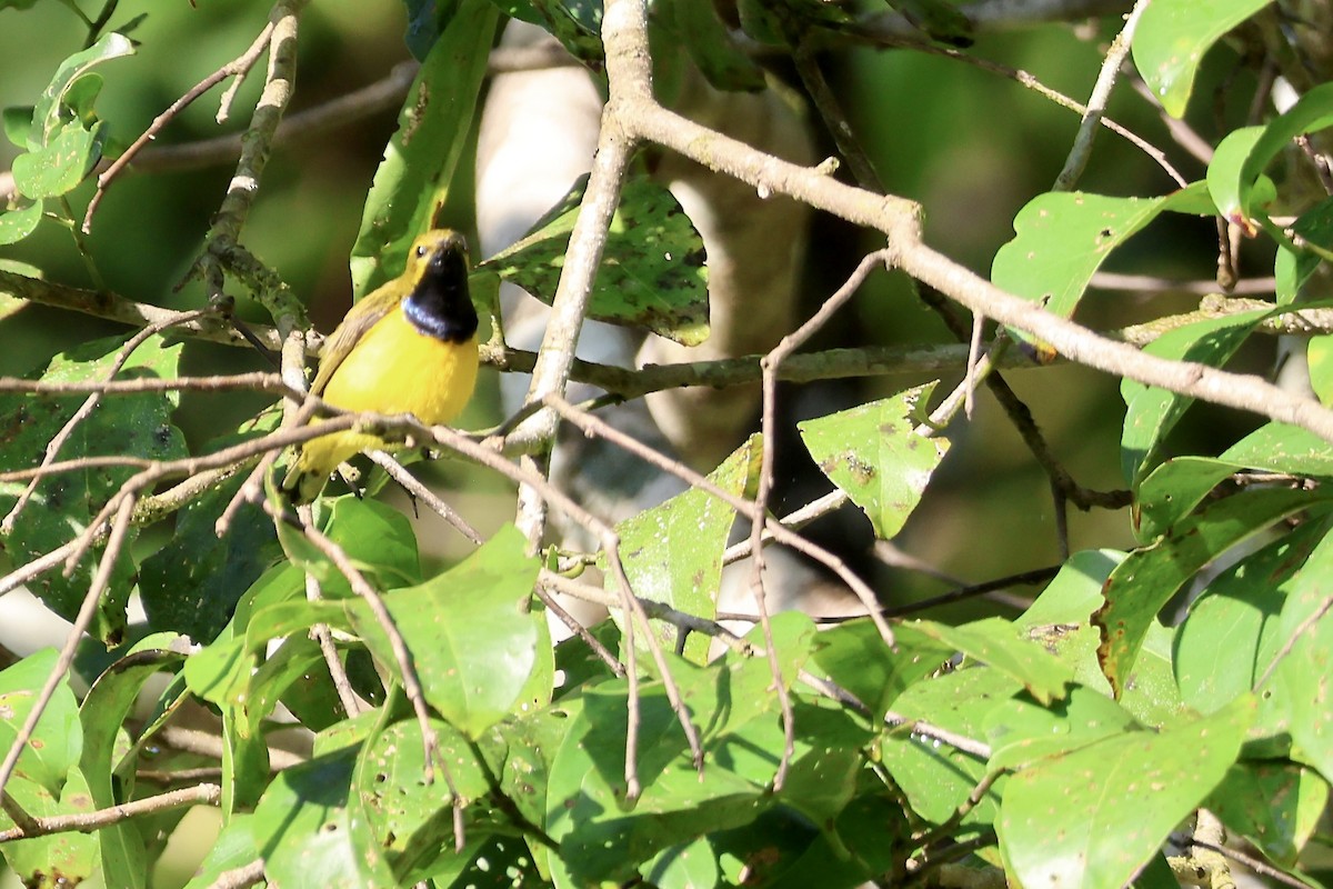 Sahul Sunbird - ML645092180